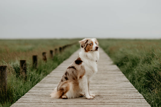 ๐พ Natural Dog Soap with Olive Oil: A Healthier Bath for Southern Pups