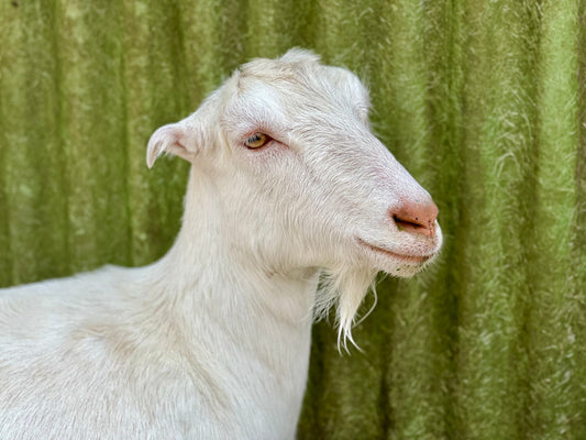 Why Goat Milk Soap Is the Best Natural Skincare Choice in Tylertown, MS